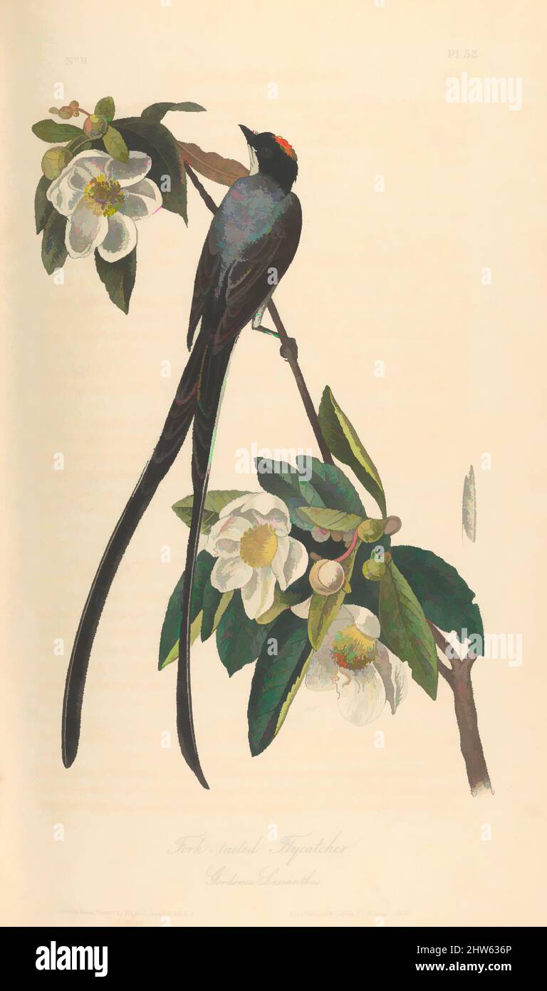 Art inspired by The Birds of America from Drawings Made in the United States, 1840–44, Illustrations: lithography, hand-colored, book: 10 7/16 x 6 11/16 in. (26.5 x 17 cm), Books, Classic works modernized by Artotop with a splash of modernity. Shapes, color and value, eye-catching visual impact on art. Emotions through freedom of artworks in a contemporary way. A timeless message pursuing a wildly creative new direction. Artists turning to the digital medium and creating the Artotop NFT Stock Photo