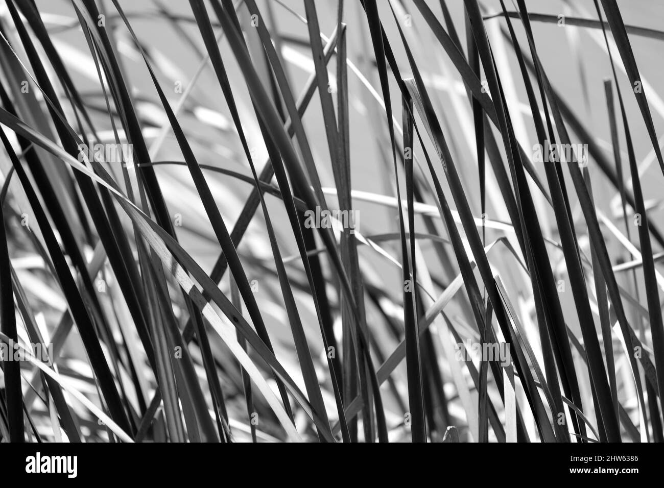 black and white photo of reeds . Stock Photo