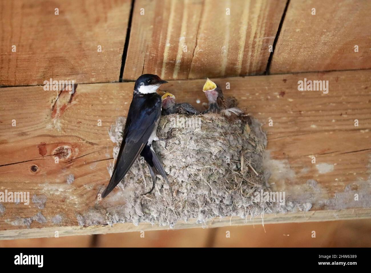 White-throated swallow (Hirundo albigularis) chicks waiting to be fed in a nest in the West Coast National Park, Langebaan, South Africa. Stock Photo