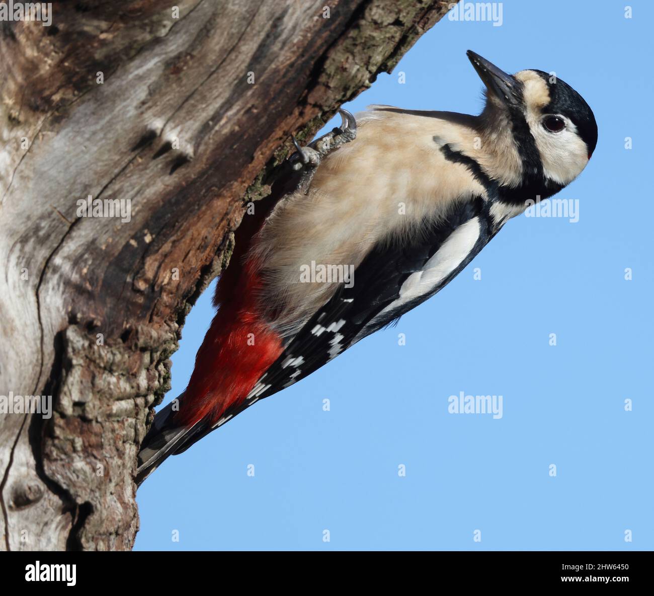 Male Great Spotted Woodpecker feeding on a tree trunk Stock Photo