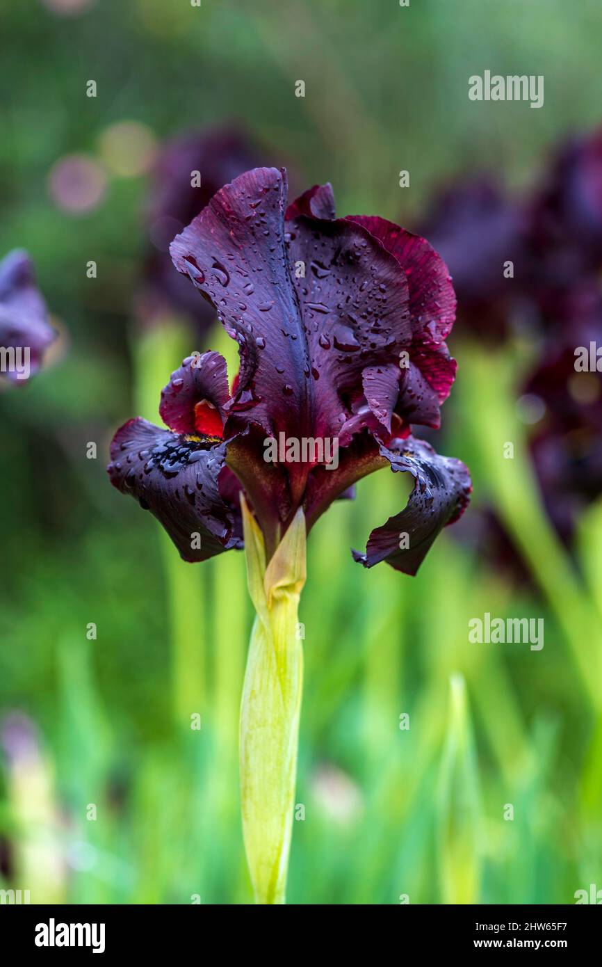 Black irises hires stock photography and images Alamy