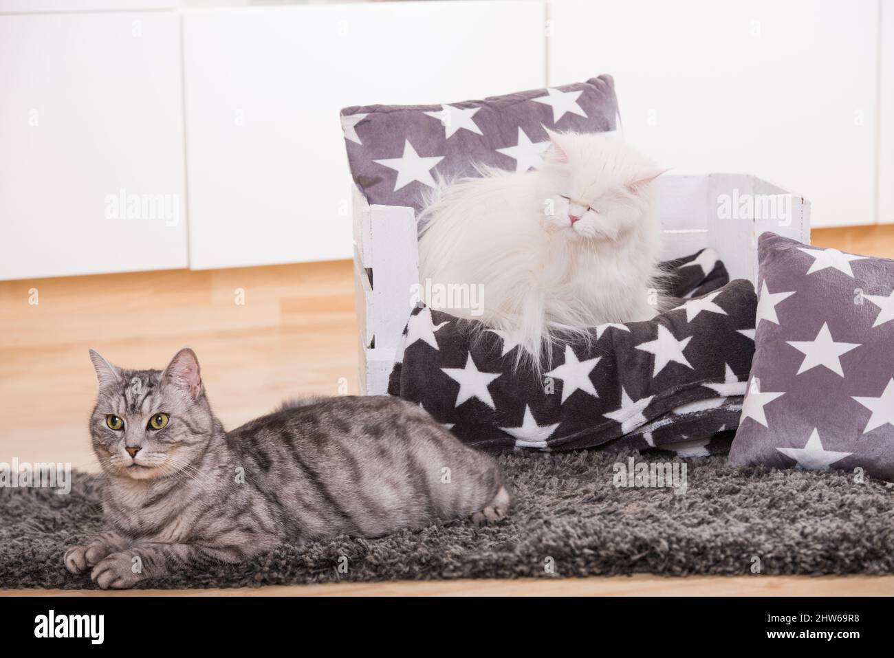 Two cats in a living room Stock Photo