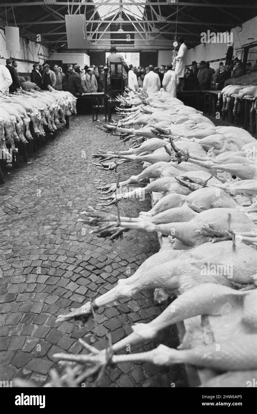 Turkeys waiting to go under the hammer at the Christmas Turkey Auction at Reading Cattle Market in Great Knolly's Street on Christmas eve. 24th December 1968 Stock Photo