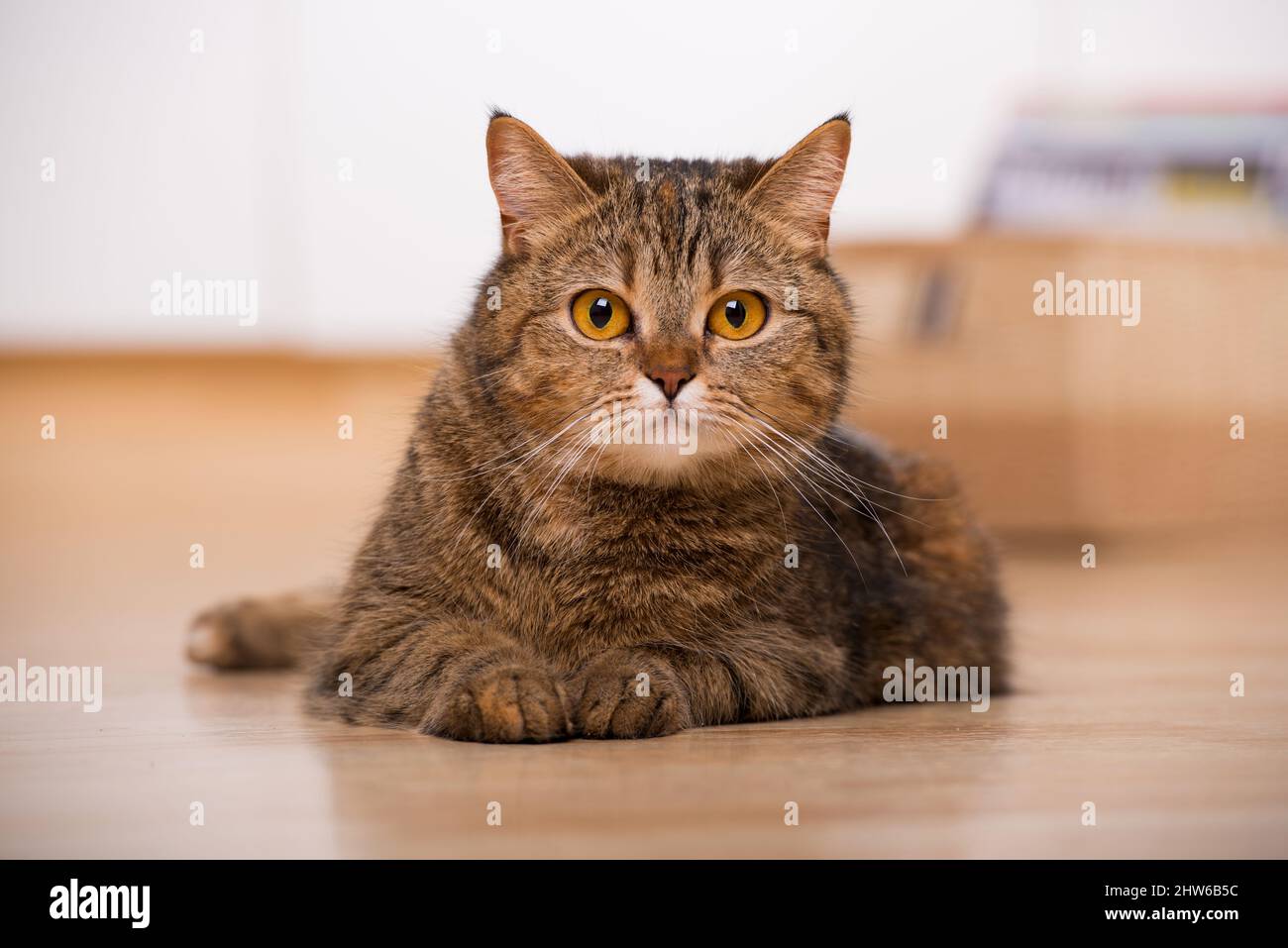 Young tabby cat in a living room Stock Photo - Alamy
