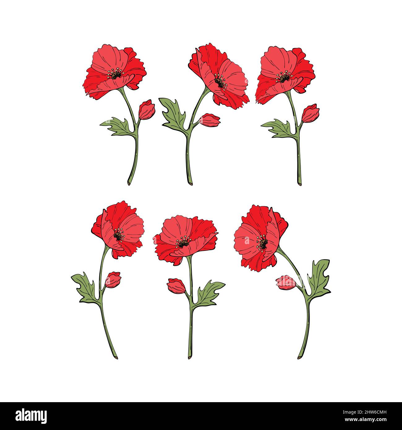 Scarlet red poppy flowering plant doodle style on stem with leaves, vector set, isolated, white background. Vector illustration Stock Vector