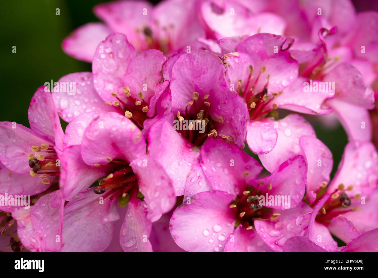 Pink Bergenia cordifolia flowers and rain drops close-up Stock Photo