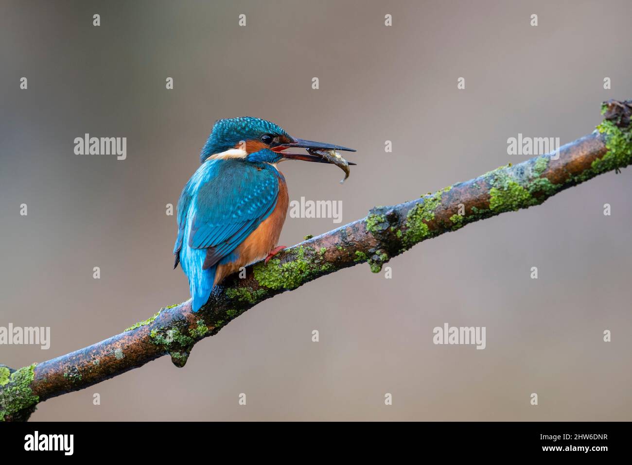 Eurasian Kingfisher with a fish (Alcedo atthis) sat on a fishing perch Stock Photo