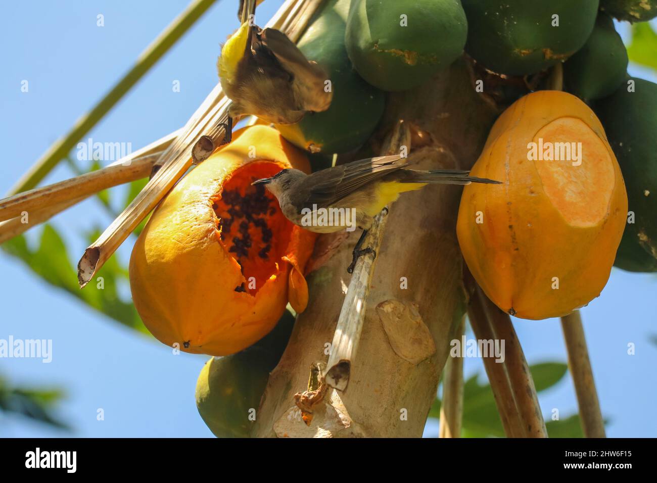 Eastern Yellow vented bulbul bird fly to eating papaya. Pycnonotus goiavier yellow vented bulbul Stock Photo