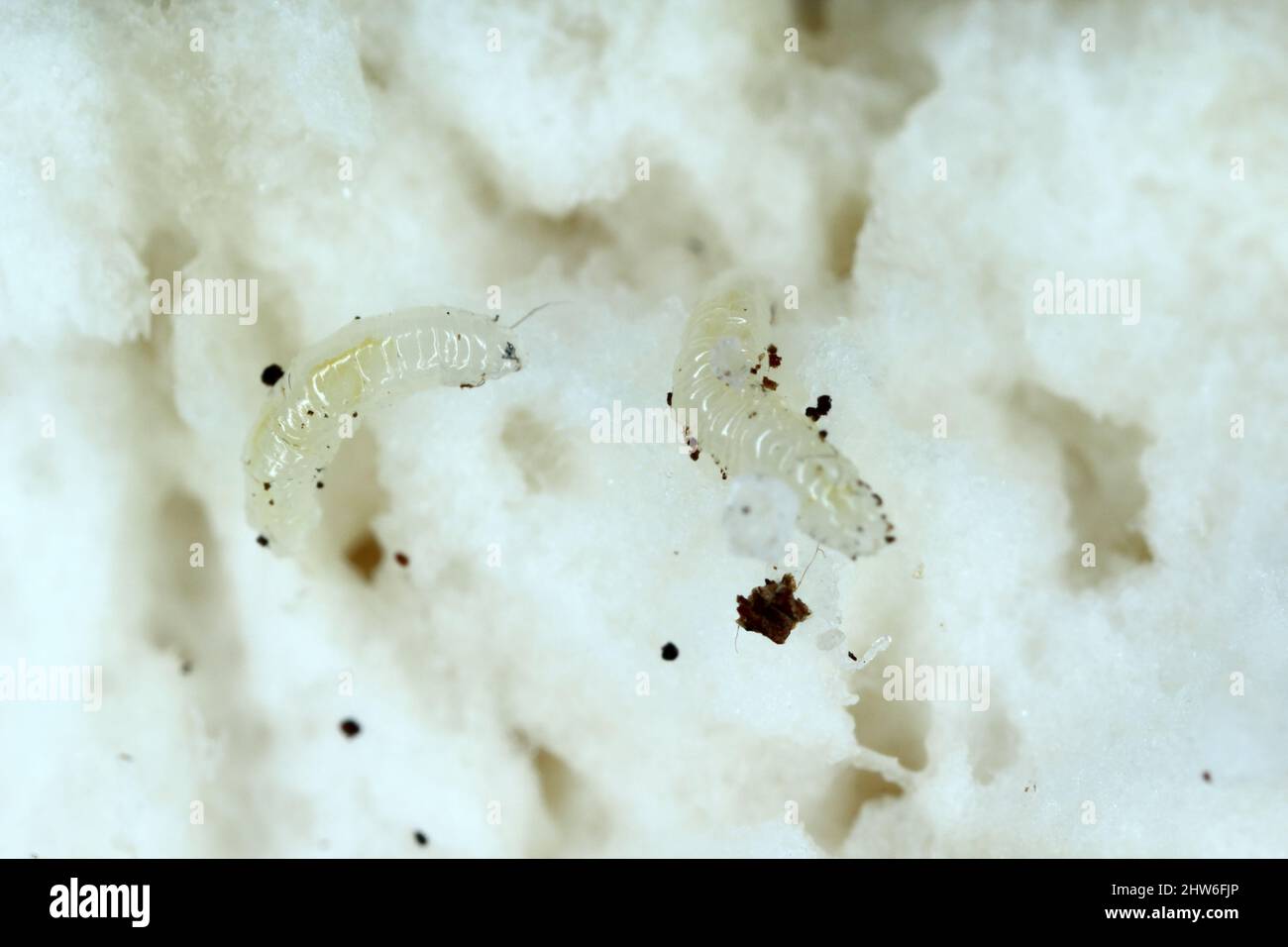 Fly larvae (maggots) in a mushroom. A wormy mushroom Stock Photo Alamy