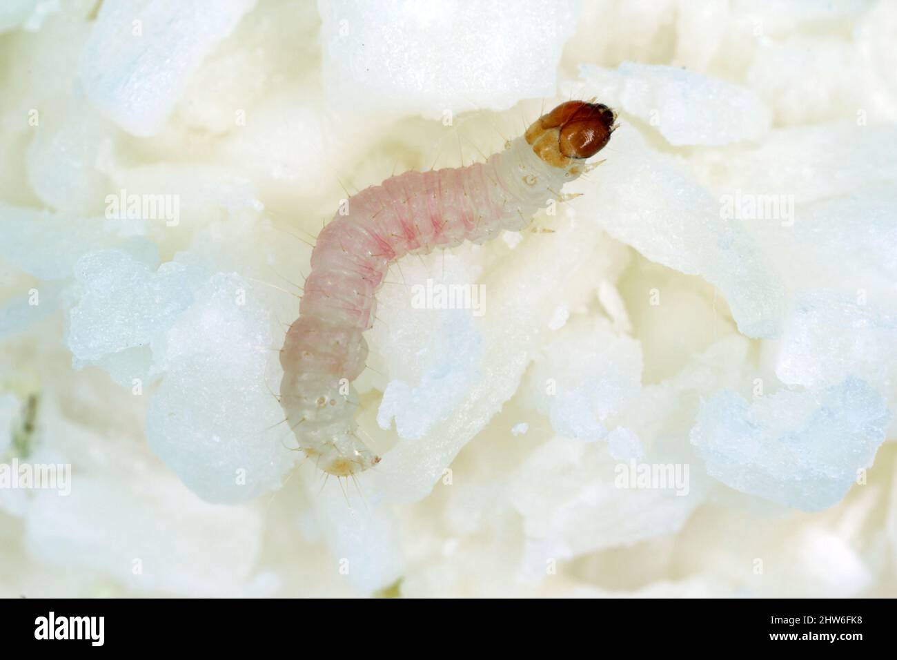 Caterpillar Indianmeal moth Plodia interpunctella of a pyraloid moth of the family Pyralidae is common pest of stored products and pest of food. Stock Photo