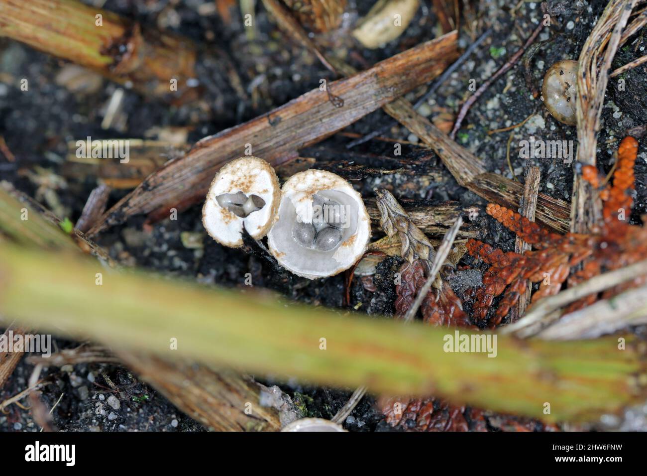 White Bird's Nest Fungus (Crucibulum laeve) fruiting bodies with egg-shaped peridioles inside the 'nest'. Stock Photo
