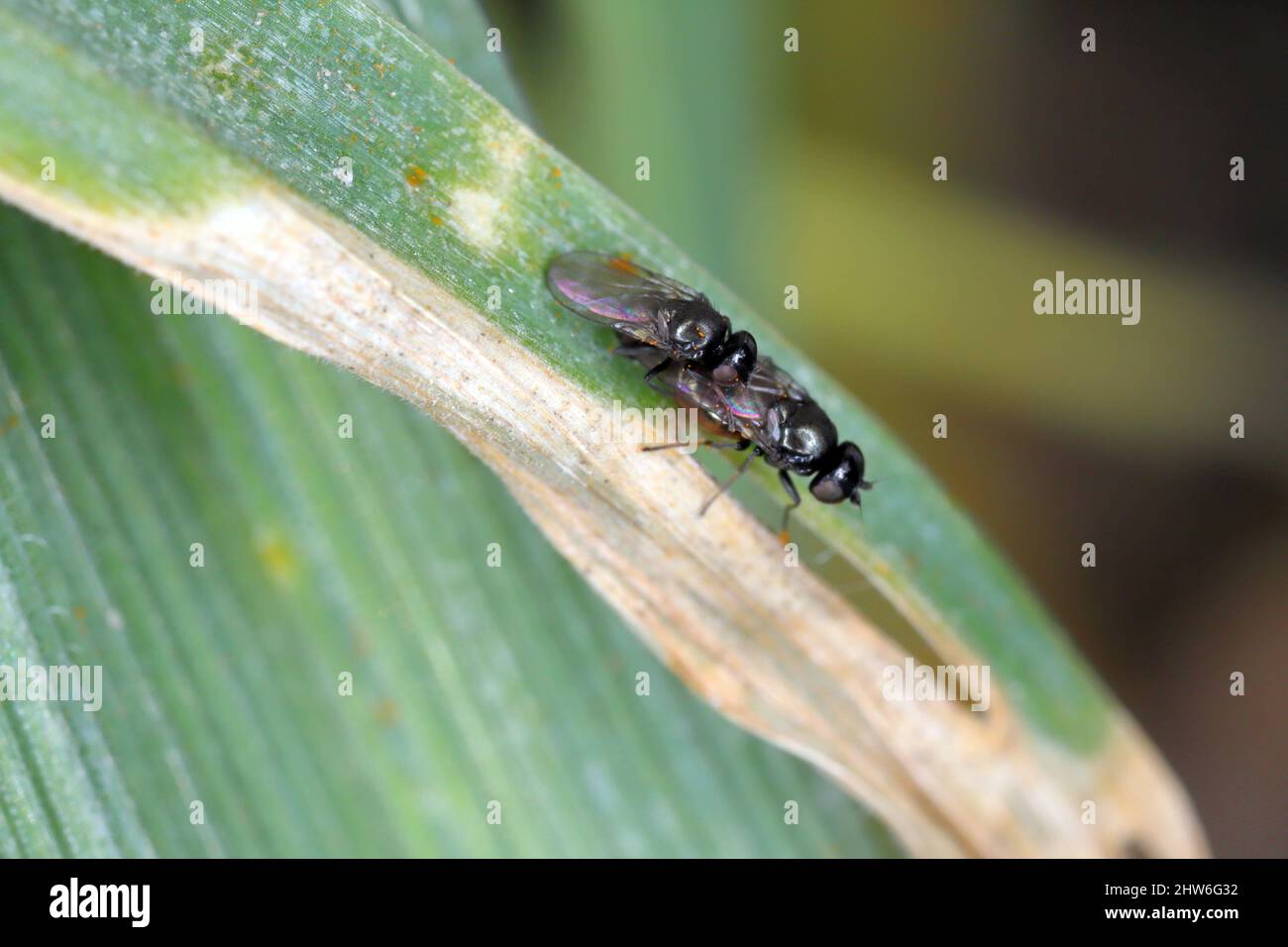 Frit fly oscinella frit larva hires stock photography and images Alamy