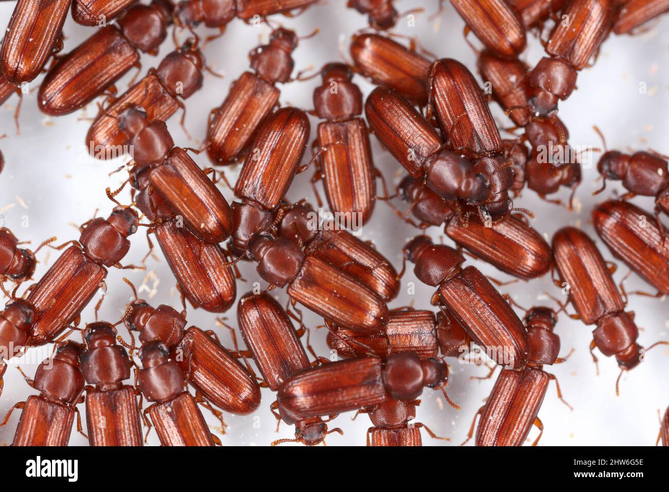 Numerous of Confused Flour Beetle Tribolium confusum on white