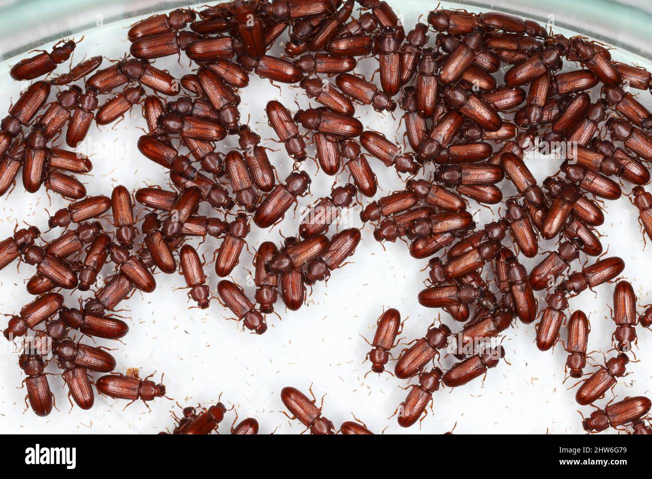 Numerous of Confused Flour Beetle Tribolium confusum on white