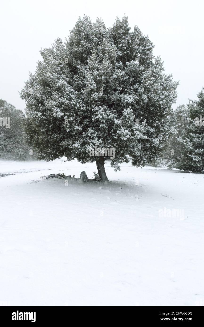 snowing on oak tree white snow covered Stock Photo