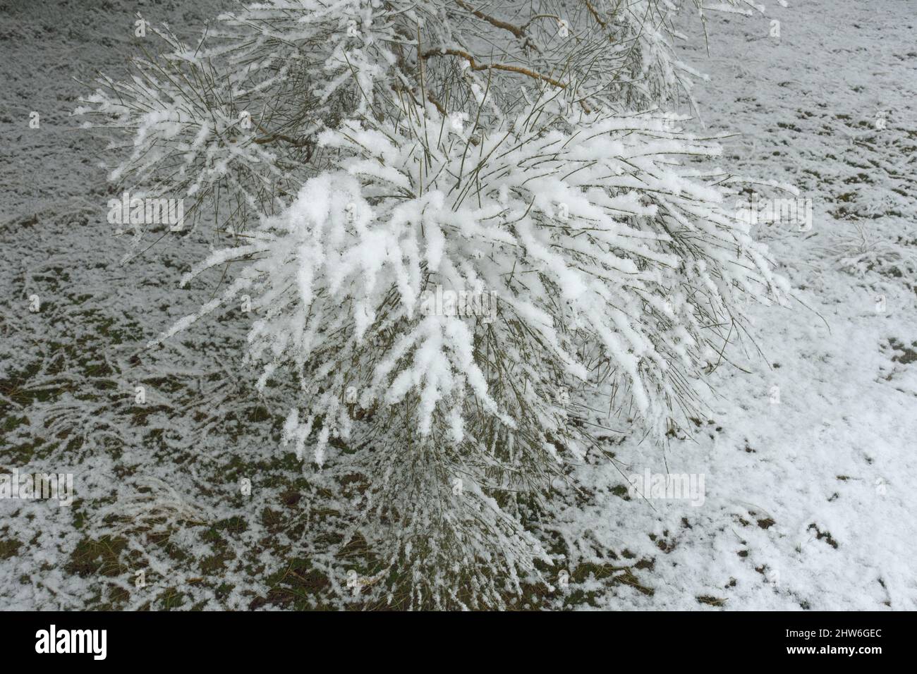 white snow falling on ground with trees color of Sicily landscape in winter Stock Photo