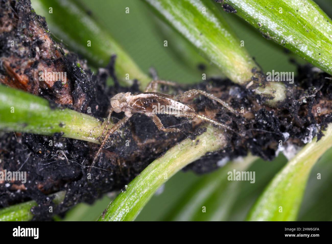 A larval bug exuvium on a fir stem. Stock Photo
