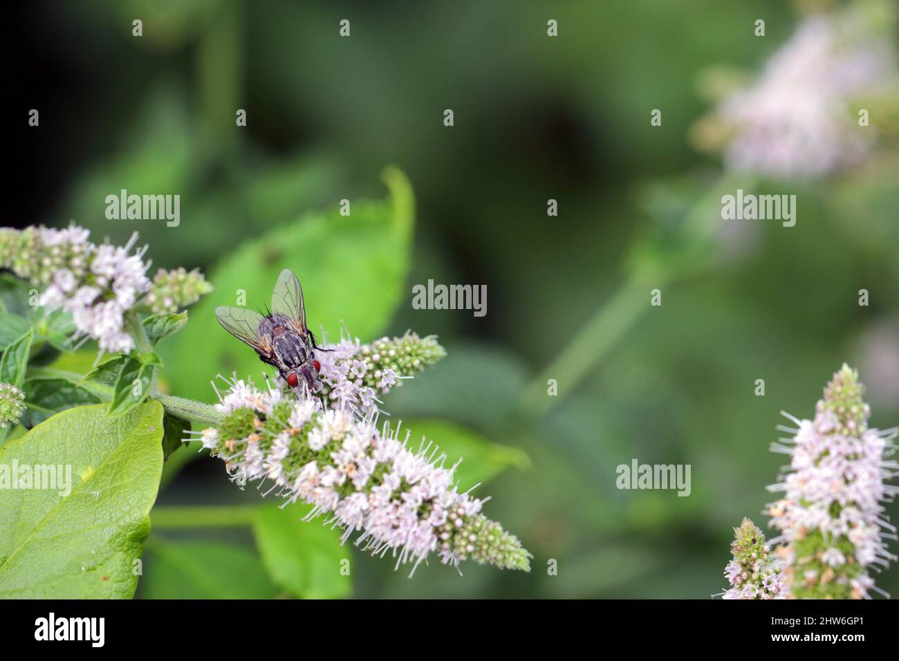 A fly feeding on pollen on mint flowers in the garden while pollinating them. Stock Photo