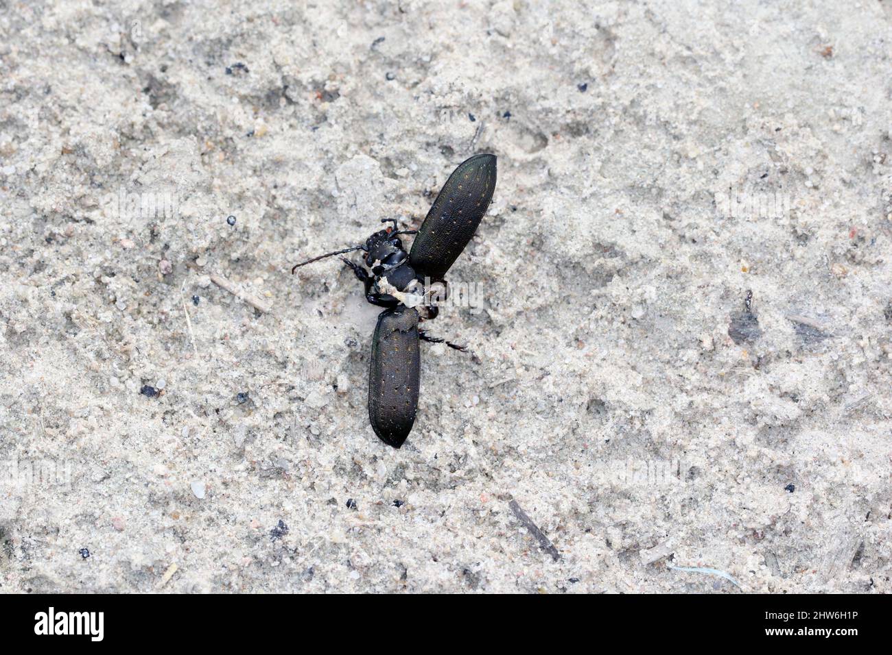A Carabidae ground beetle killed by another small predator in a crop field. Stock Photo
