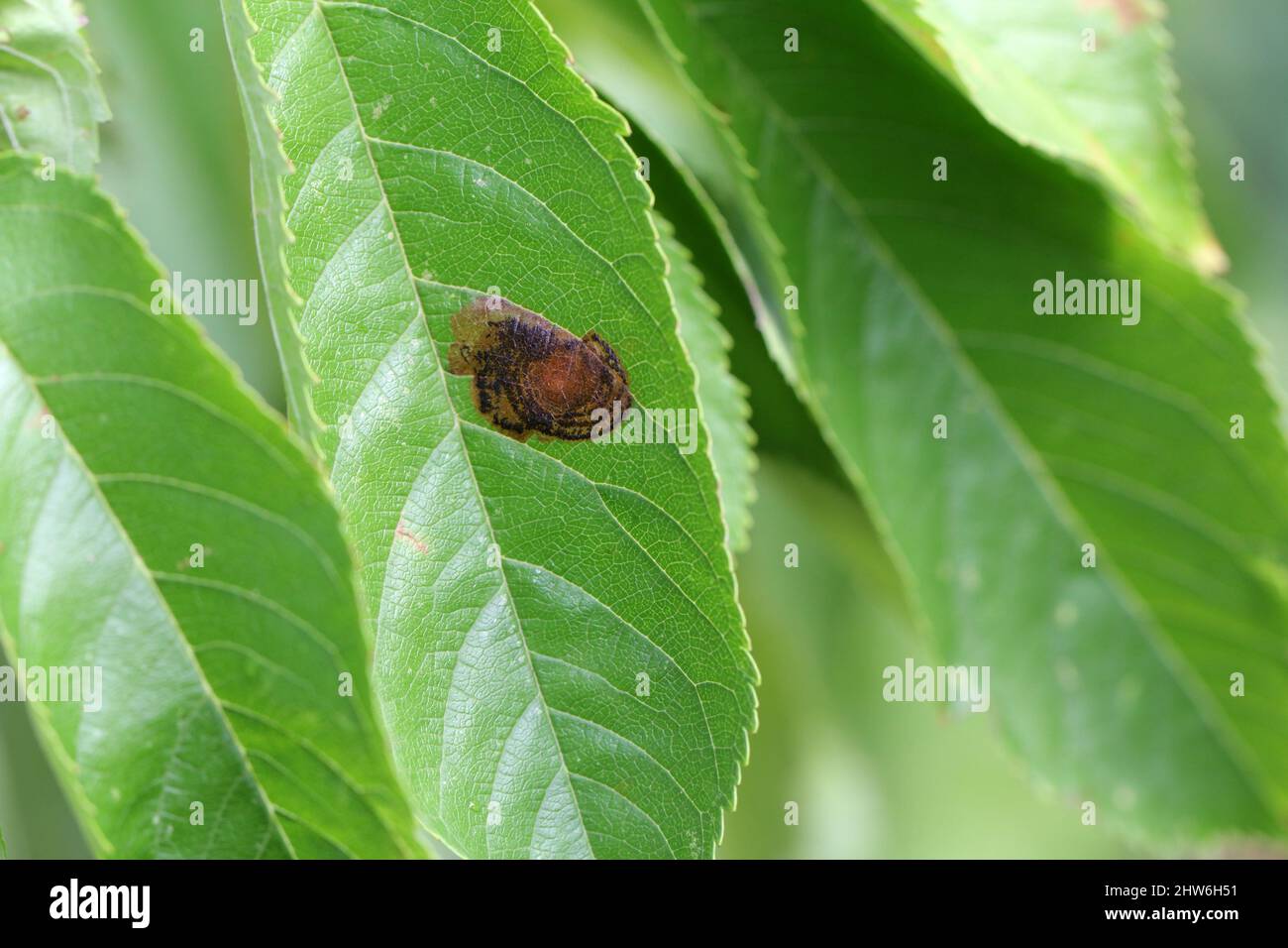 Leucoptera malifoliella, the pear leaf blister moth, ribbed apple leaf miner or apple leaf miner, is a moth of the Lyonetiidae occurring all of Europe Stock Photo