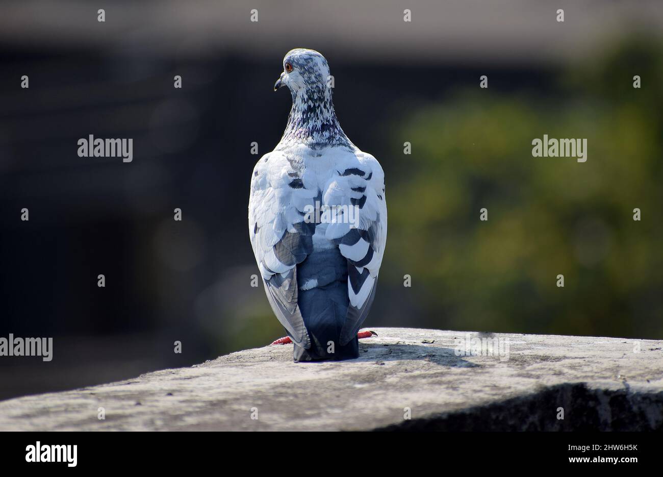 Back angle shot of a pigeon sitting on boundary wall of a terrace Stock