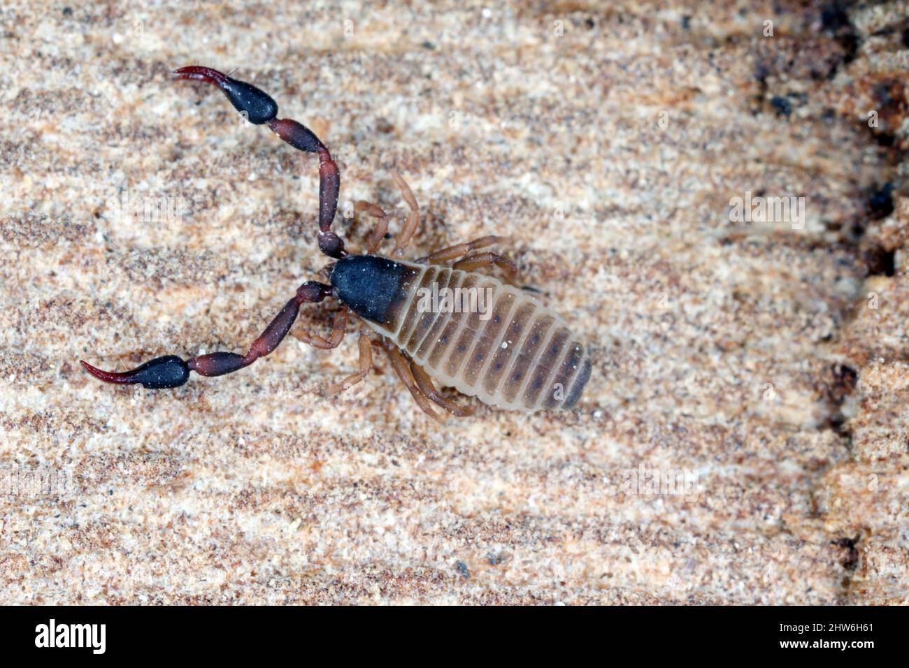 Super macro of Pseudoscorpion  also known as a false scorpion or book scorpion on tree bark. Stock Photo