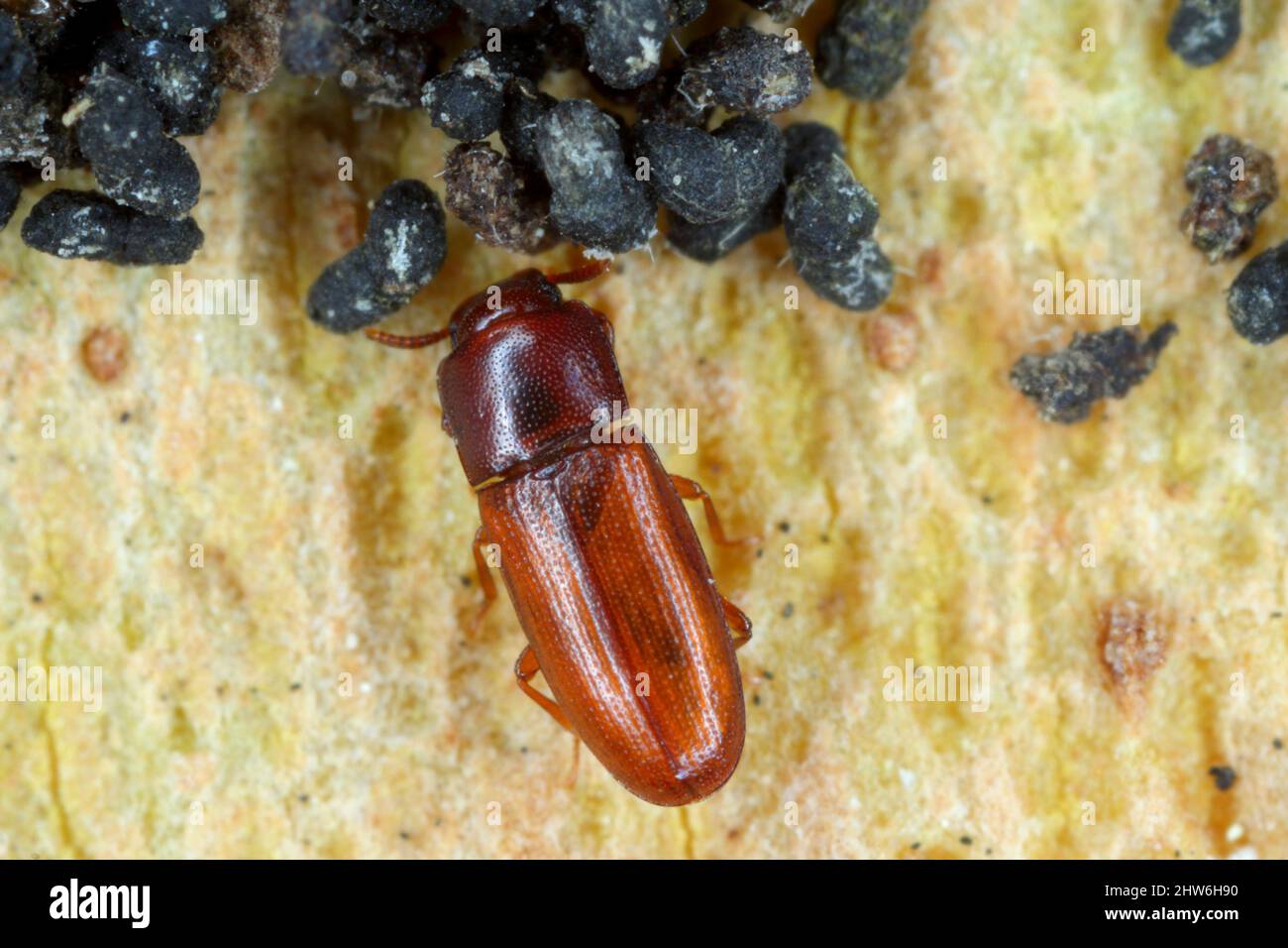 Depressed Flour Beetle - Palorus subdepressus is a species of beetle in the family Tenebrionidae, the darkling beetles. Stock Photo