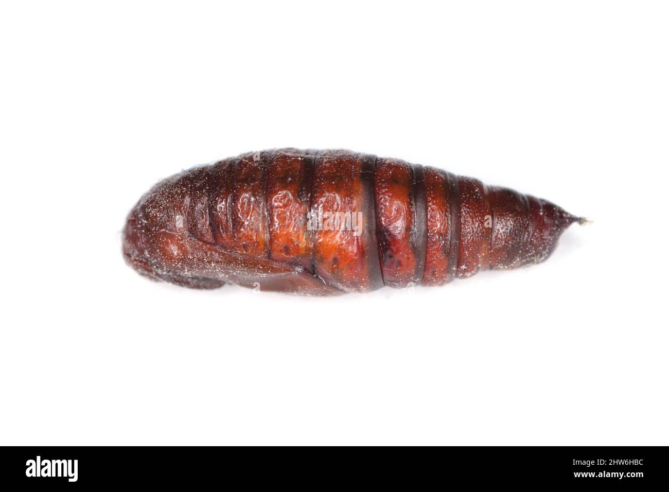 Pupa of the Silver Y (Autographa gamma) on white. It is a migratory moth of the family Noctuidae. Caterpillars of this owlet moths are plants pests. Stock Photo