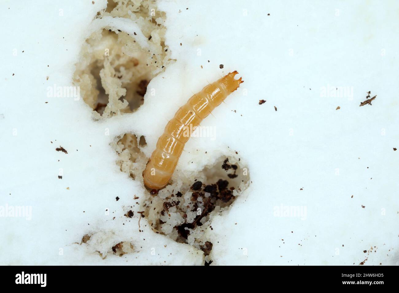 Wireworm (a beetle larva of the  click beetles family - Elateridae) in a mushroom. Stock Photo