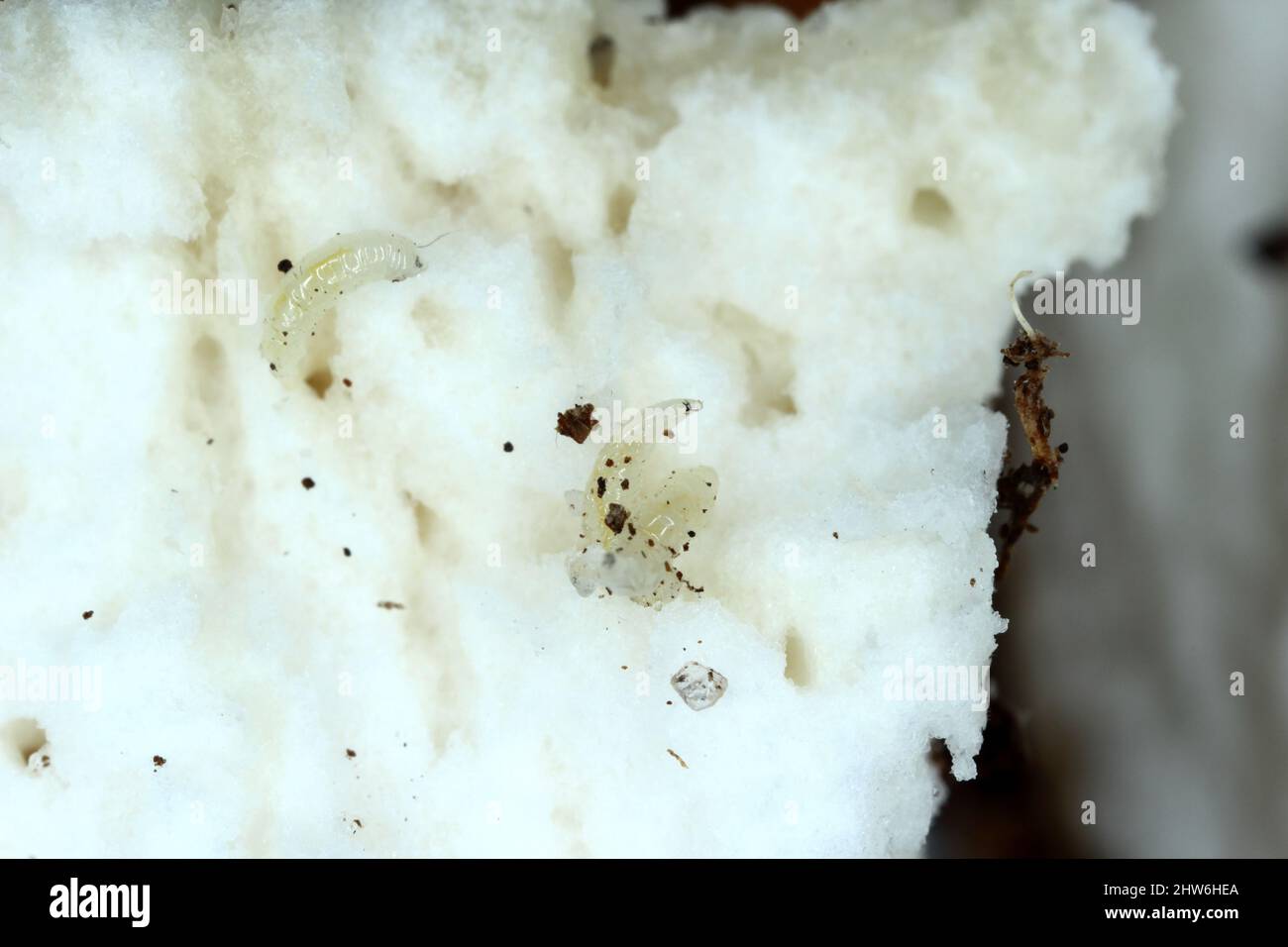 Fly larvae (maggots) in a mushroom. A wormy mushroom. Stock Photo