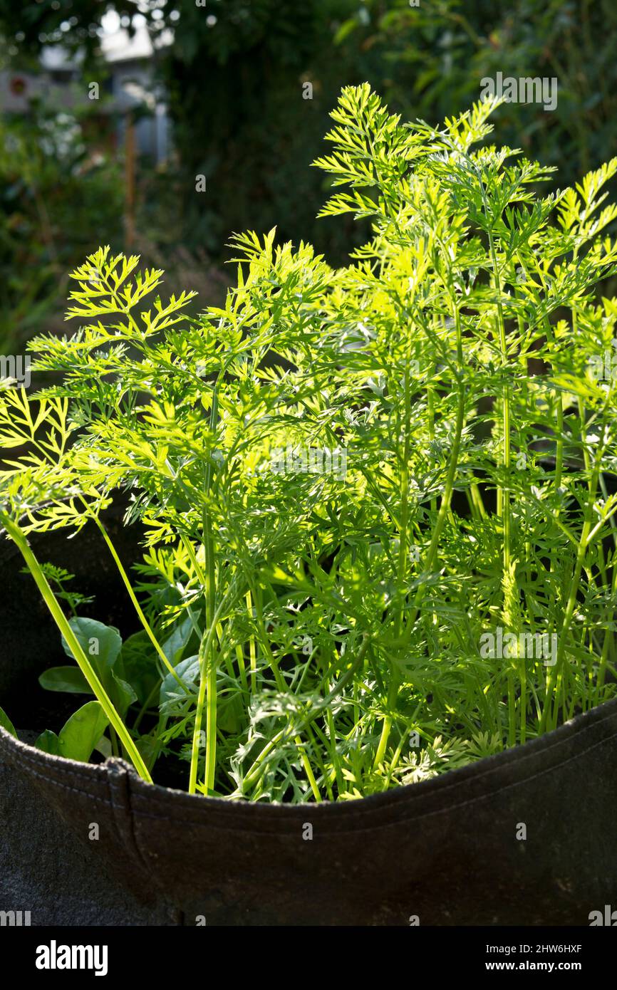 Carrots growing in a fabric pot or grow bag in the garden. Stock Photo
