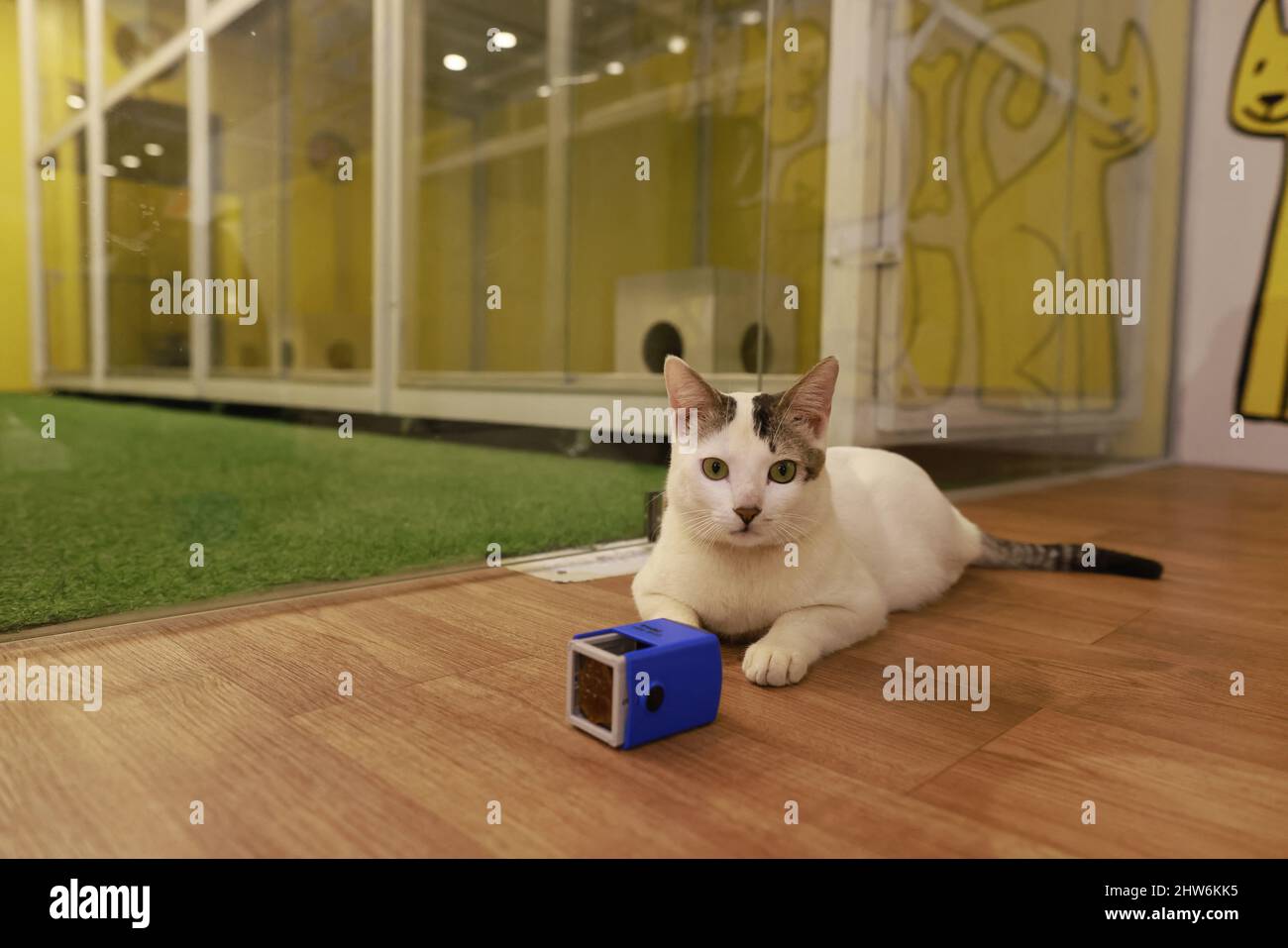 Furryghor, the firstever boarding house for pet animals in Bangladesh