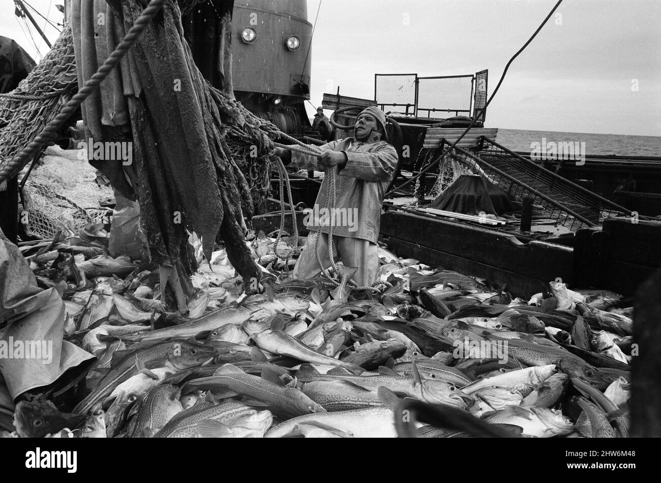 Scenes aboard Hull fishing trawler "Ross Orion" on the fishing grounds