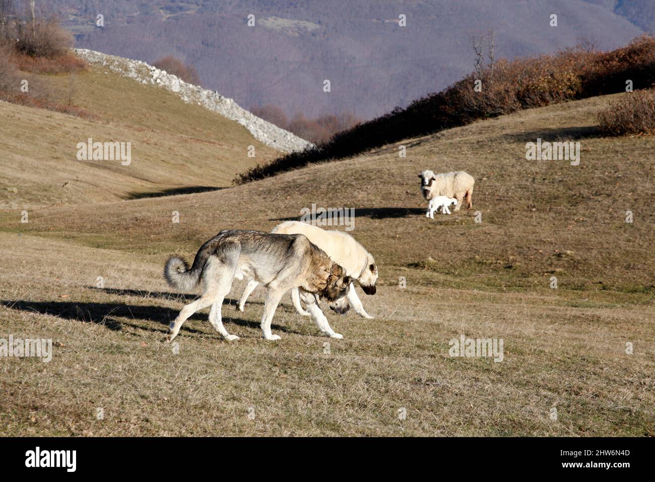 Sheep and newborn lamb. Purebred Anatolian shepherd dogs. Stock Photo