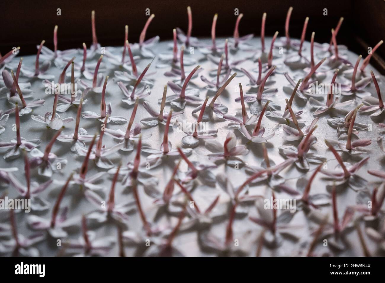 Extraction of jasmine blossom scent using solid extraction technique