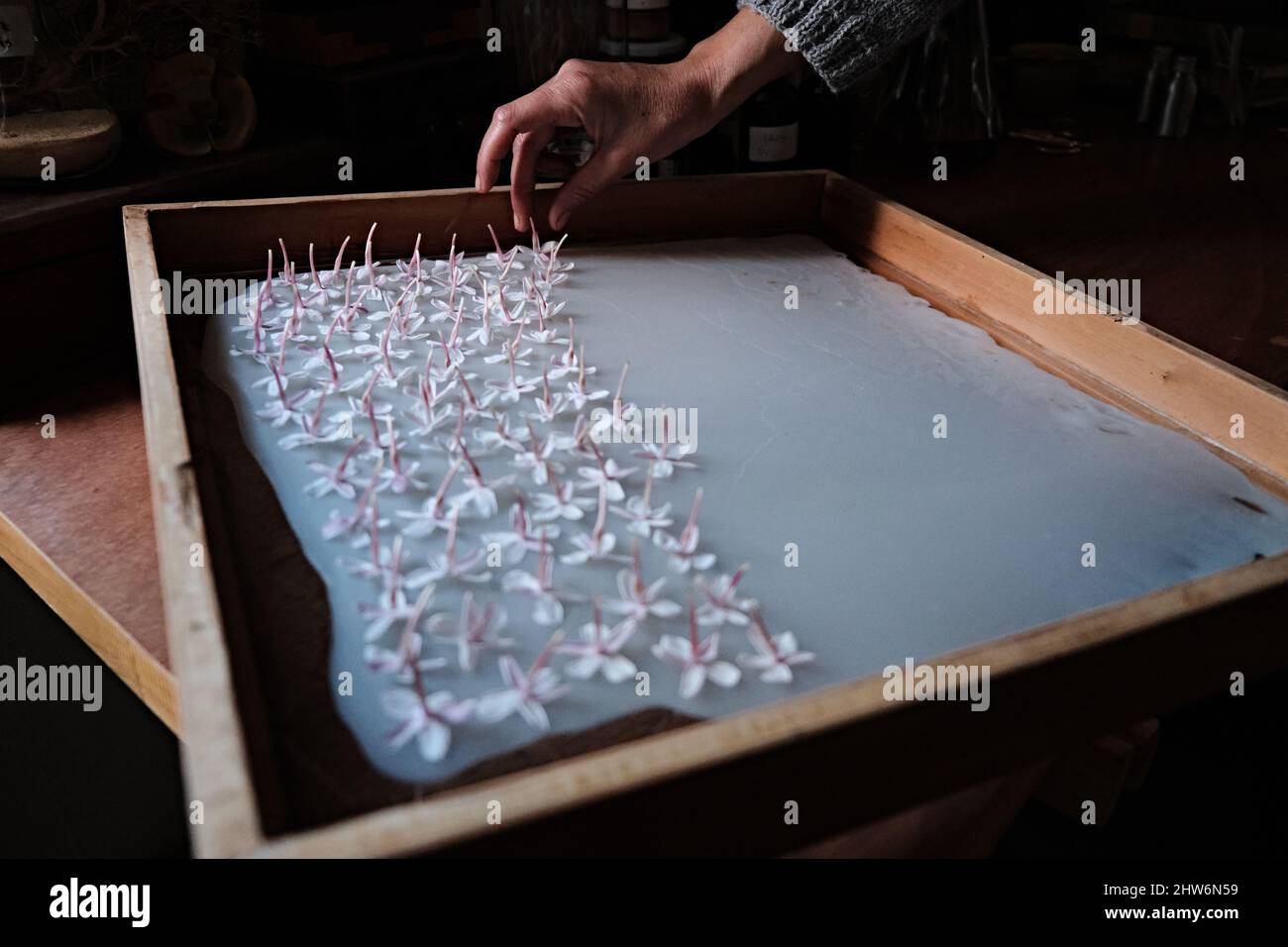 Extraction of jasmine blossom scent using solid extraction technique