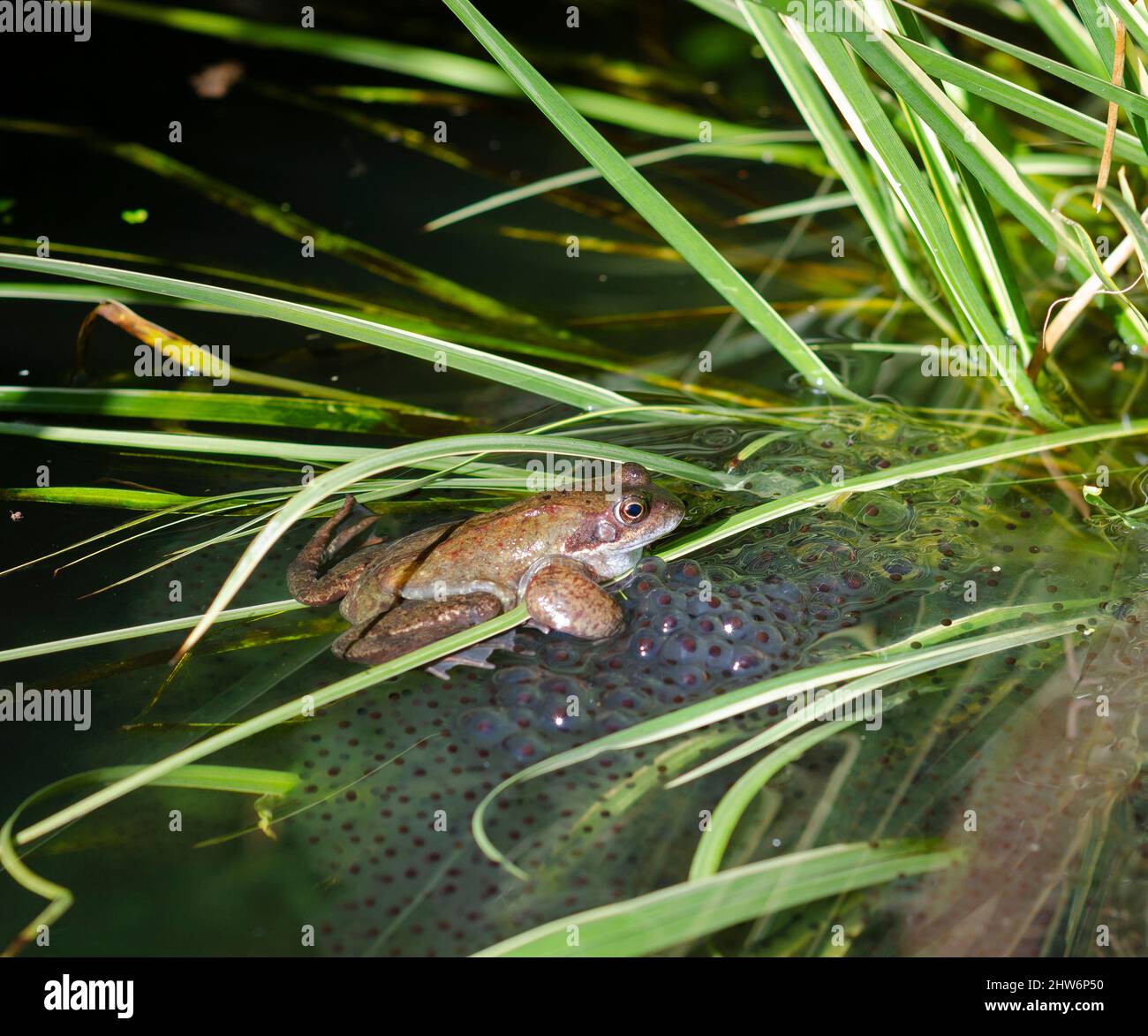 frog in pond spawning Stock Photo