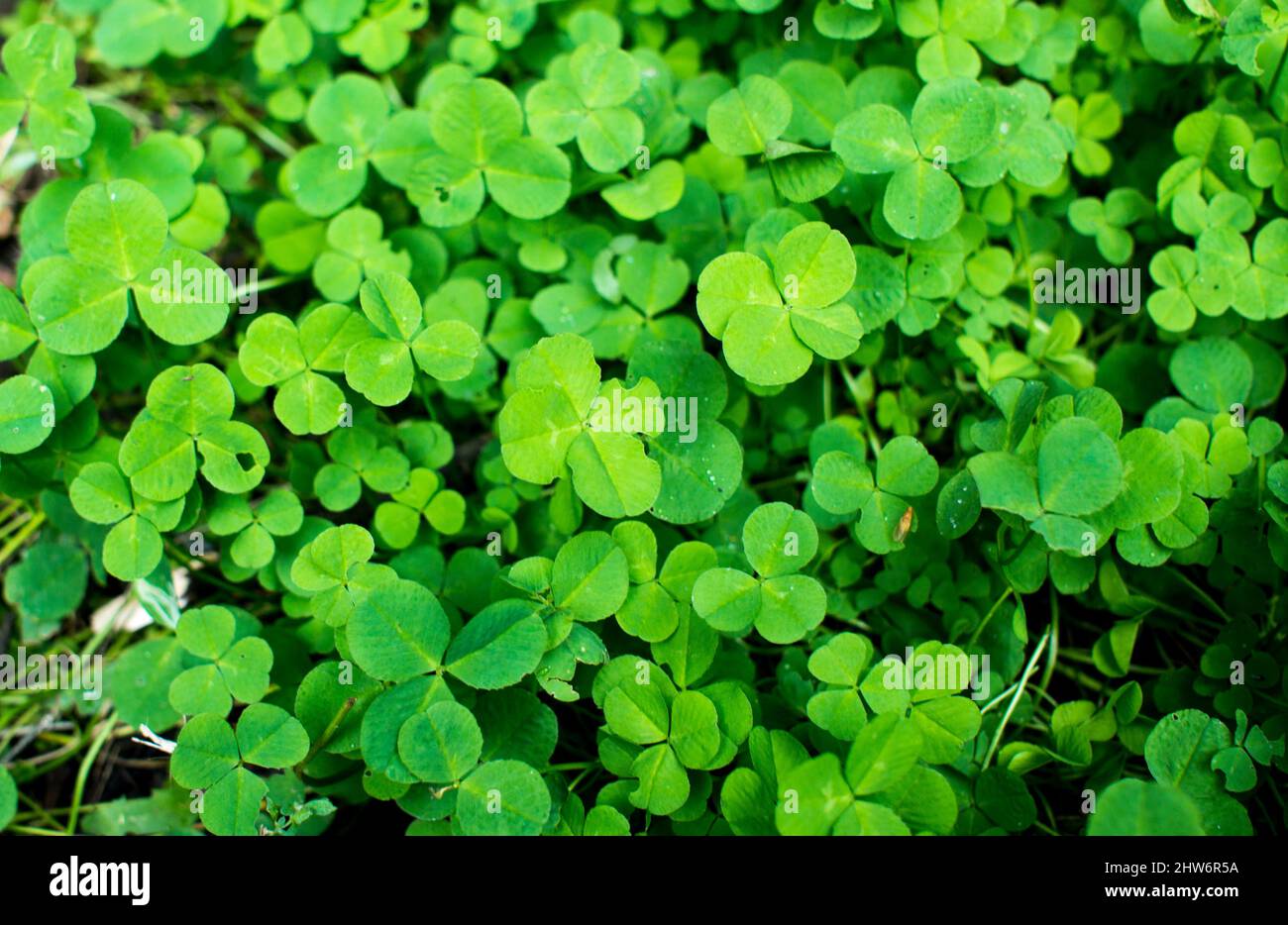 Four leaf clover and flower hi-res stock photography and images - Page 14 -  Alamy