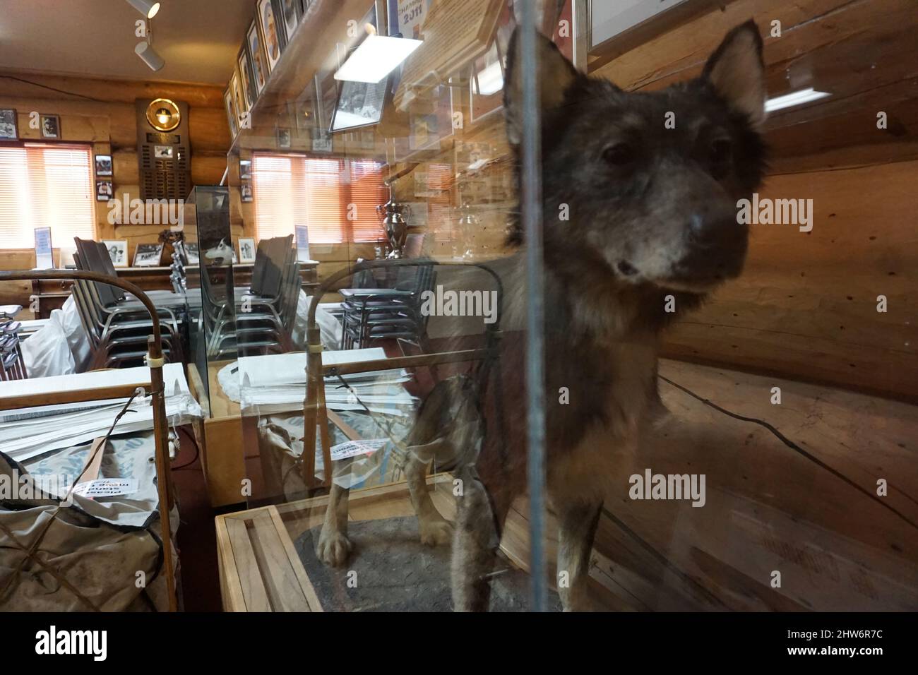 Do Dogs In Wasilla Need To Be Registered