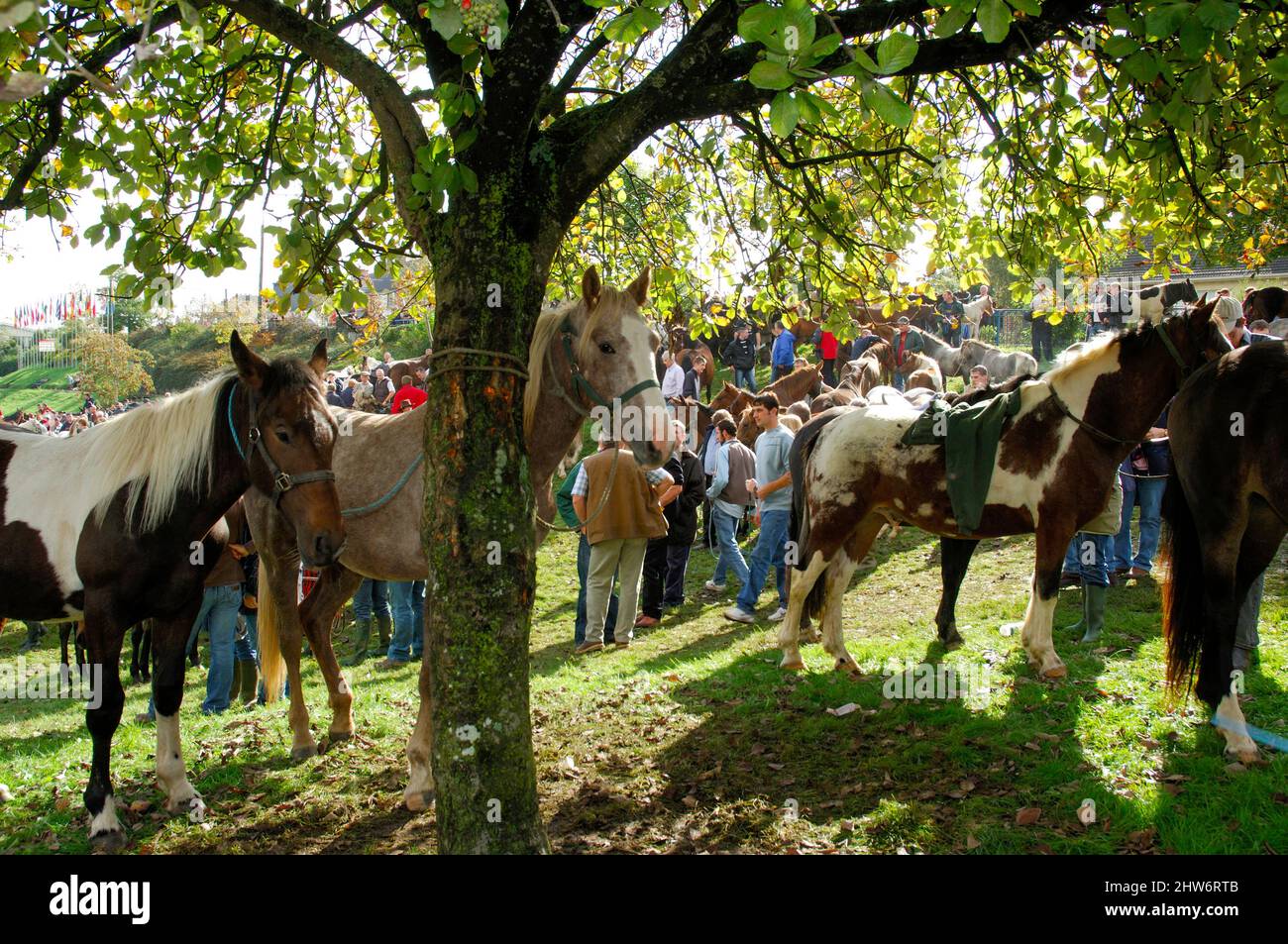 Ballinasloe Horse Fair, County Galway, Ireland Stock Photo Alamy