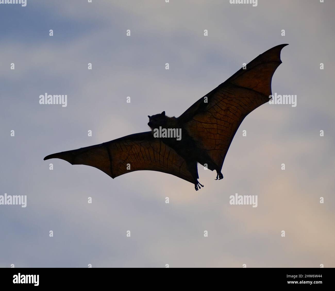 The Bat, Man Stock Photo - Alamy
