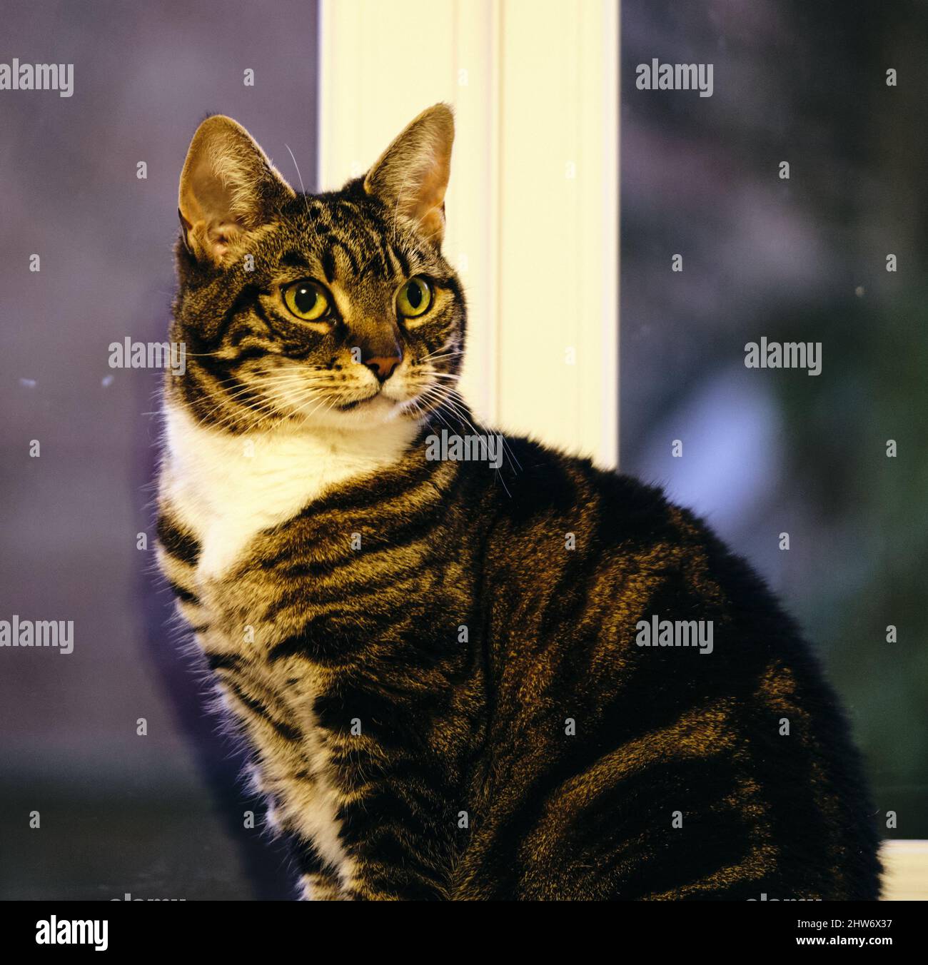Cute tabby cat sitting on a windowsill Stock Photo - Alamy