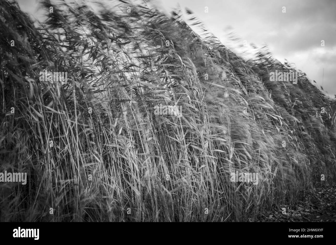 Botanical garden tall grass Black and White Stock Photos & Images - Alamy