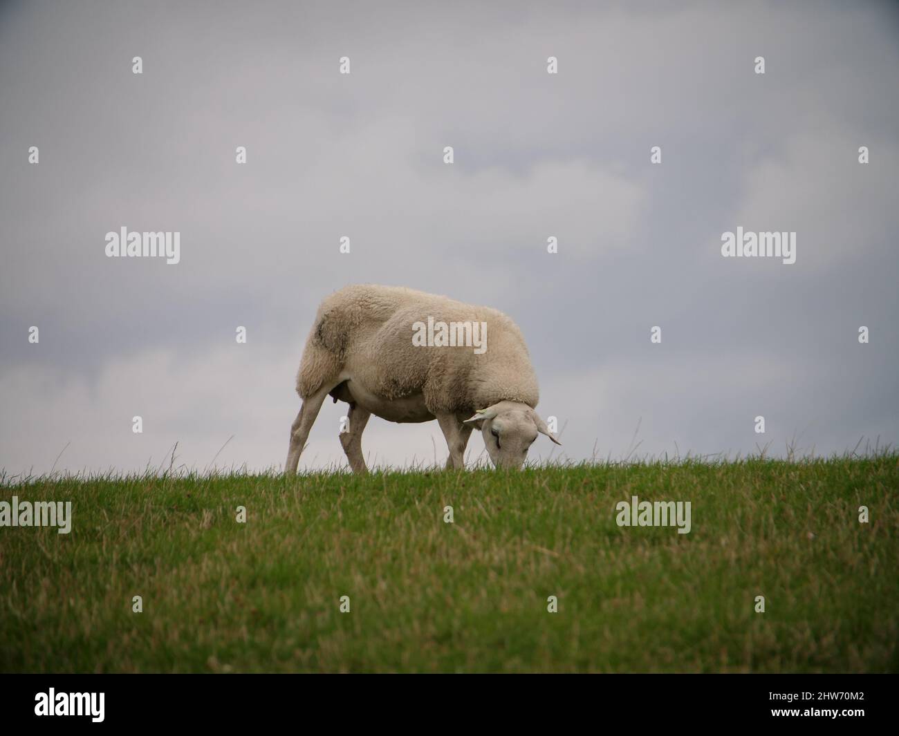 Closeup shot of a white sheep grazing in the forest Stock Photo - Alamy