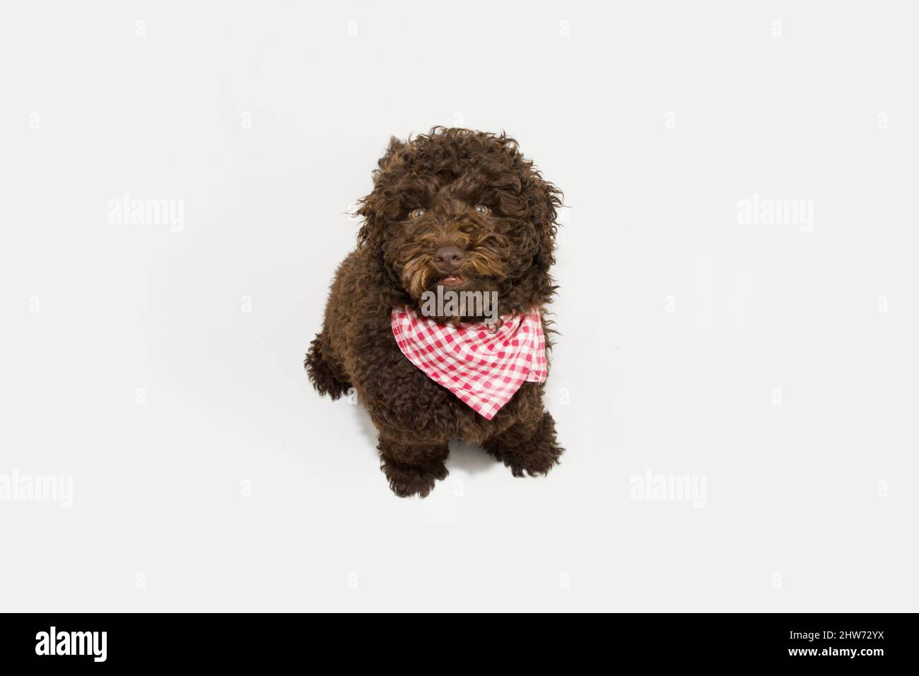 Poodle puppy dog ready for eat with a neck napkin. Isolated on white