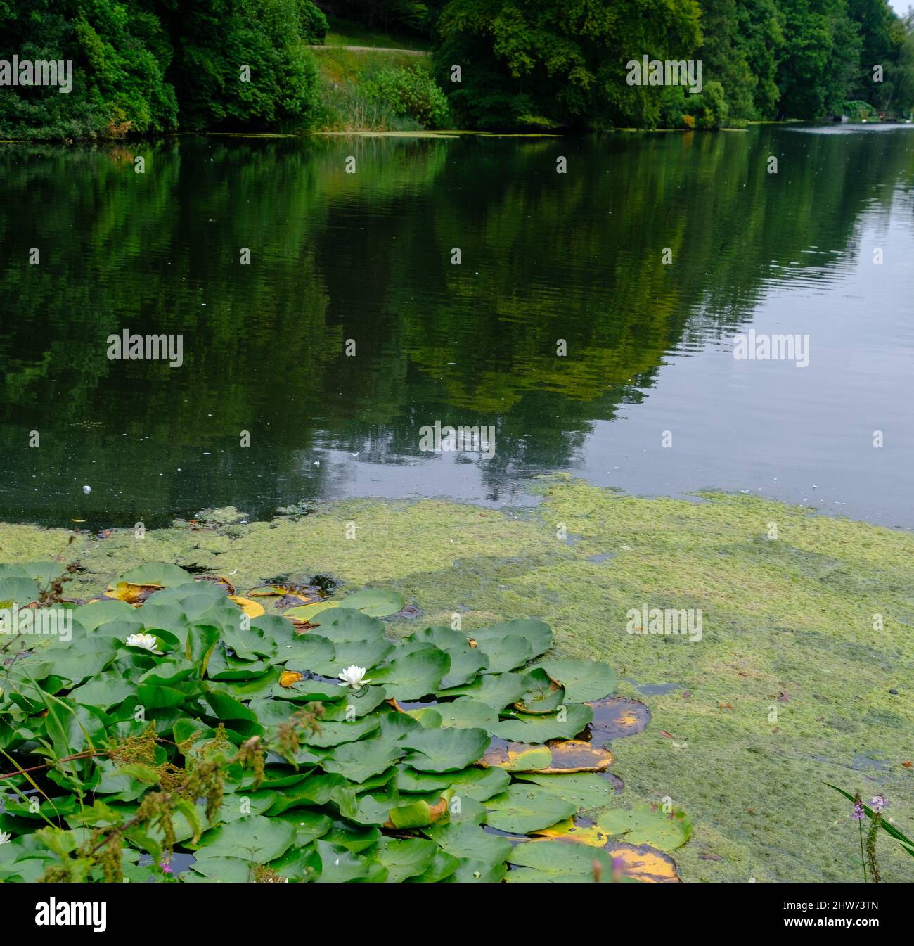 Hemingbrough Pond Beautiful landscape of trees foliage and a Pond water lilies in West ...