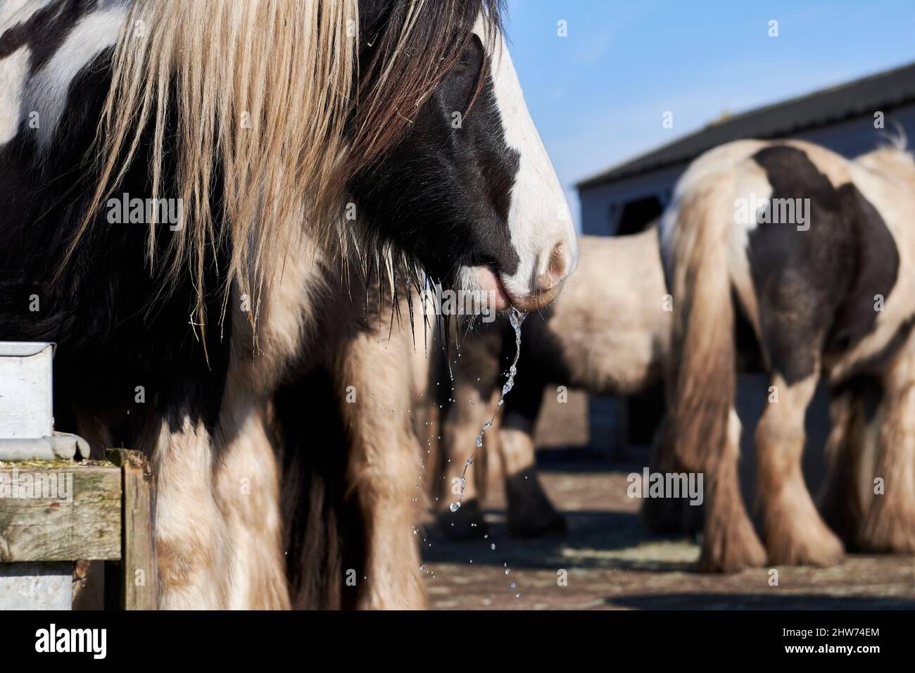 Water dripping from mouth hires stock photography and images Alamy