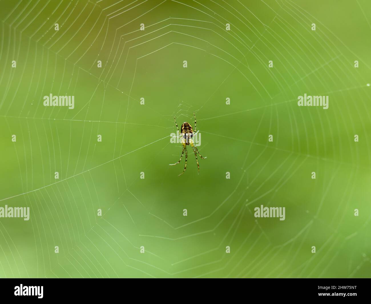 Garden Spider Waiting in a Web Stock Photo - Alamy