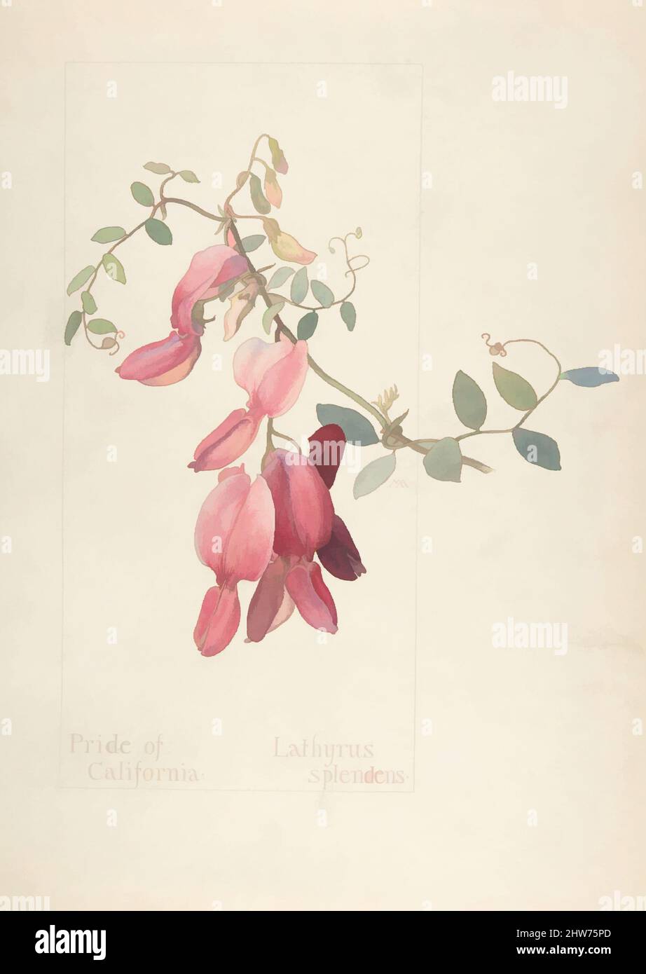 Art inspired by Pride of California, Lathyrus Splendens, April 10, 1914, Watercolor and brown ink over graphite, with page design indicated in graphite, sheet: 13 11/16 x 9 15/16 in. (34.8 x 25.2 cm), Drawings, Margaret Neilson Armstrong (American, New York 1867–1944 New York, Classic works modernized by Artotop with a splash of modernity. Shapes, color and value, eye-catching visual impact on art. Emotions through freedom of artworks in a contemporary way. A timeless message pursuing a wildly creative new direction. Artists turning to the digital medium and creating the Artotop NFT Stock Photo