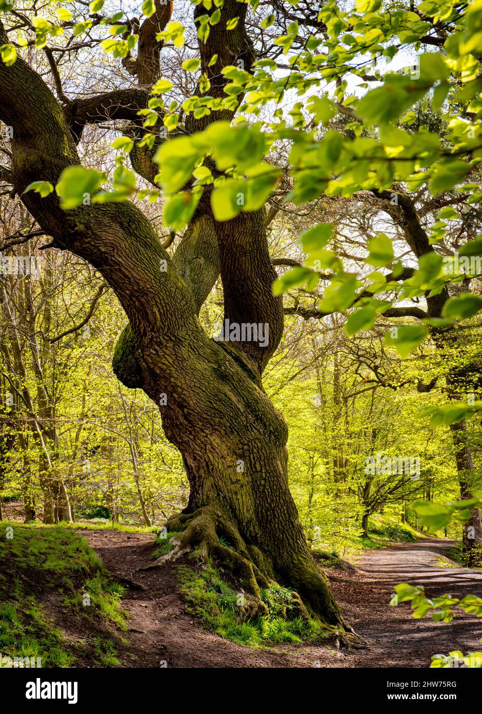 Oak Tree & Sycamore forest, Barnett Demesne, Barnets Park, Lagan Valley, Belfast, Northern Ireland Stock Photo